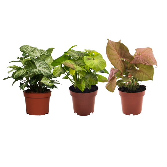 Syngonium Mix – 3 pflegeleichte Zimmerpflanzen Ø12cm