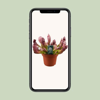 Sarracenia Scarlet Belle – Robuste Kannenpflanze Ø12cm