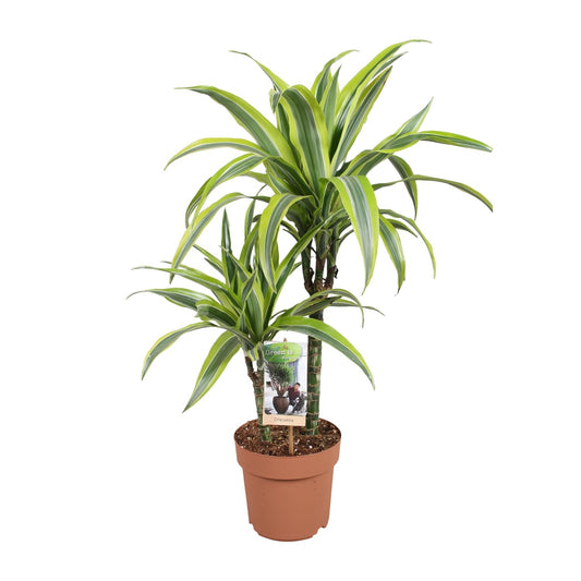 Dracaena Lemon Lime – Pflegeleichte Zimmerpflanze Ø17cm