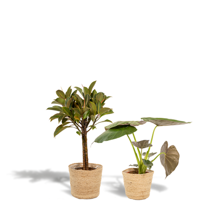 Ficus Elastica Melany & Alocasia Wentii im Korb Ø21cm/Ø19cm