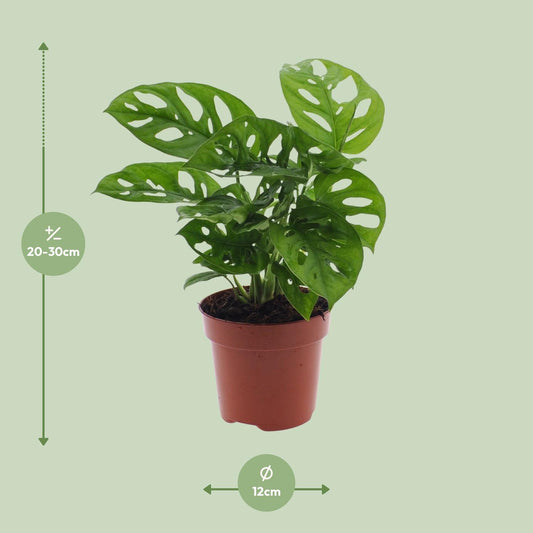 Monstera Monkey Leaf – Pflegeleichte Zimmerpflanze Ø12cm