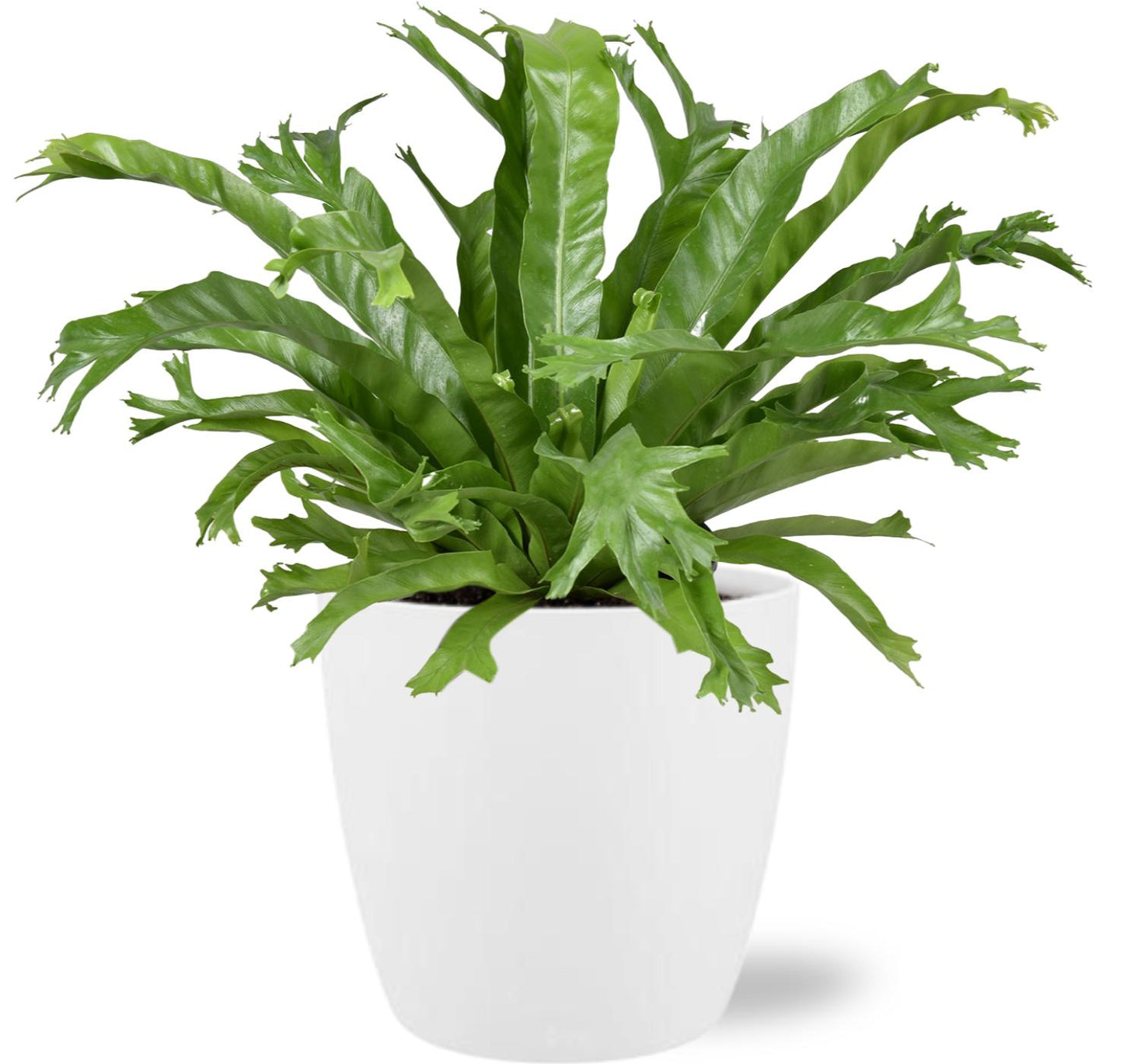 Asplenium Nidus Crissie – Pflegeleichter Nestfarn mit weißem Topf Ø17cm