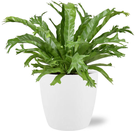 Asplenium Nidus Crissie – Pflegeleichter Nestfarn mit weißem Topf Ø17cm