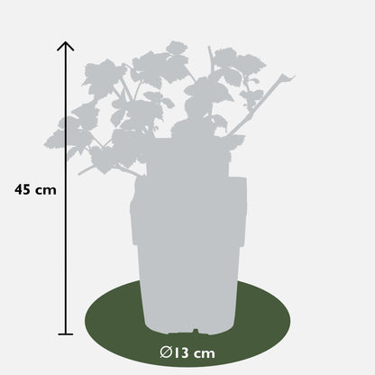 Brombeermix – 3 robuste Pflanzen Ø13cm, ca. 45cm hoch