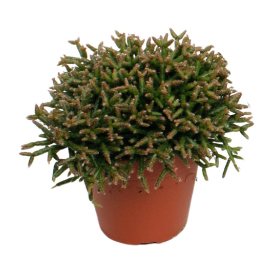 Rhipsalis Burchellii – pflegeleichte Sukkulente Ø12cm