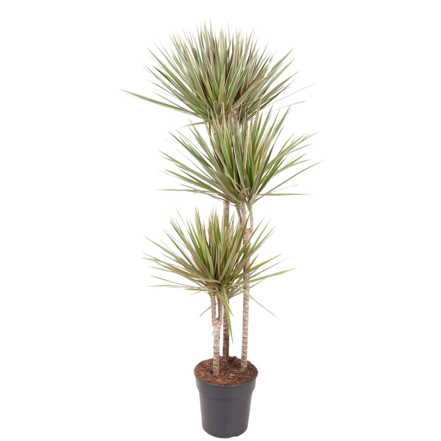 Dracaena Bicolor Carrousel – 150 cm, ø24 cm, pflegeleicht