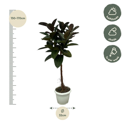 Ficus Elastica Robusta Stamm – Pflegeleichter Gummibaum 140 cm