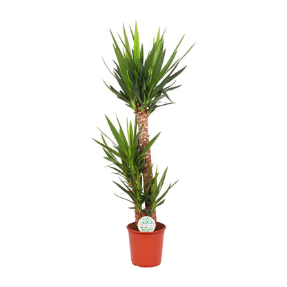 Yucca Elephantipes – Pflegeleichte Exotik Ø24cm, 125cm hoch
