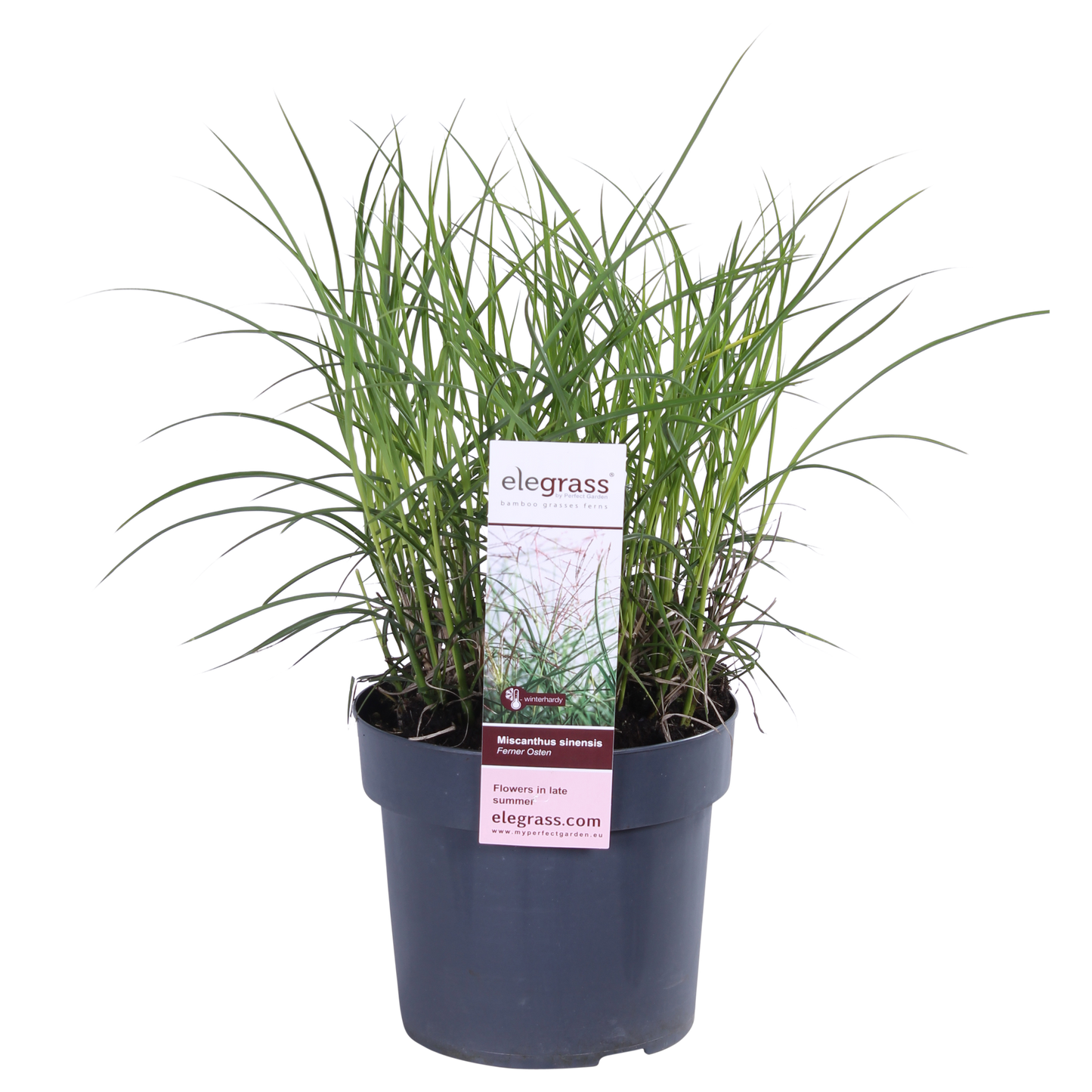 Miscanthus sinensis Ferner Osten – Robust & Pflegeleicht Ø19cm