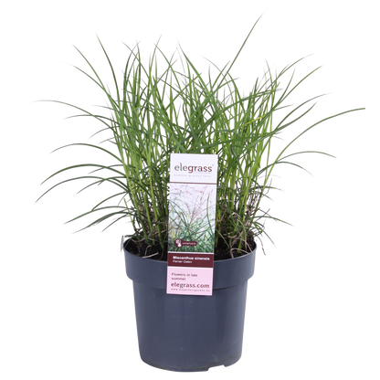Miscanthus sinensis Ferner Osten – Robust & Pflegeleicht Ø19cm