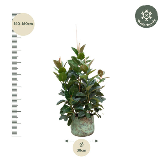 Ficus Robusta verzweigt – pflegeleichte Zimmerpflanze 150 cm