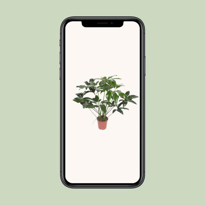 Philodendron Green Wonder – Pflegeleichte Zimmerpflanze 90 cm