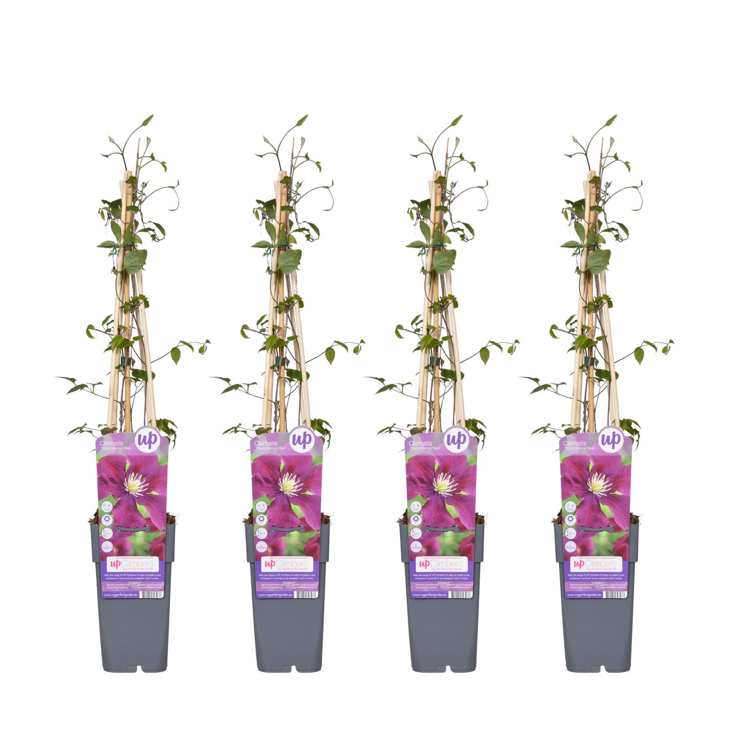 4x Clematis Warszawska Nike – Große dunkelrote Blüten