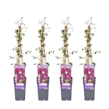 4x Clematis Warszawska Nike – Große dunkelrote Blüten