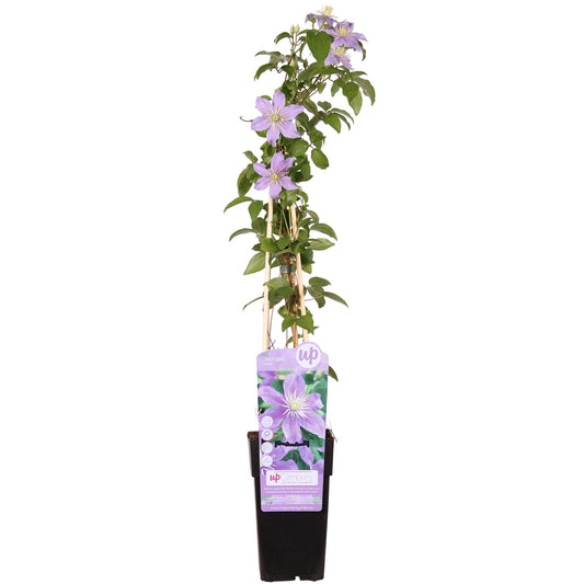 Clematis Justa – Pflegeleichte blühende Kletterpflanze Ø15cm