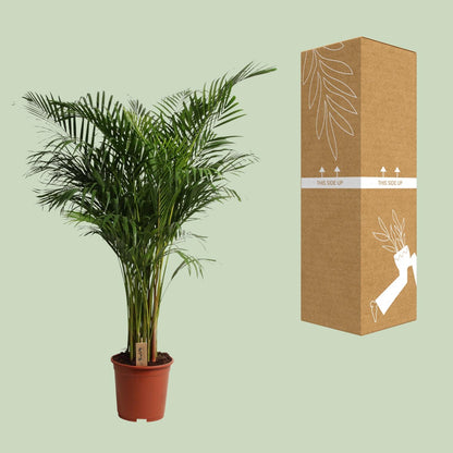 Dypsis Lutescens - Pflegeleichte Zimmerpflanze Ø27cm, 160cm hoch