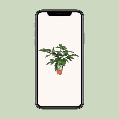 Schefflera Actinophylla Emerald Green – pflegeleichte Schirmpflanze Ø19cm