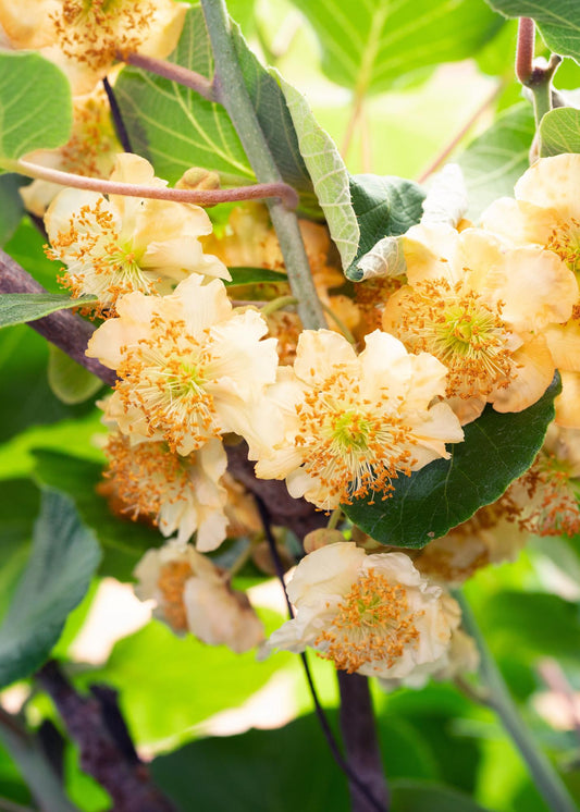 3x Actinidia deliciosa 'Jenny' – Pflegerleichte Kiwipflanze Ø13cm