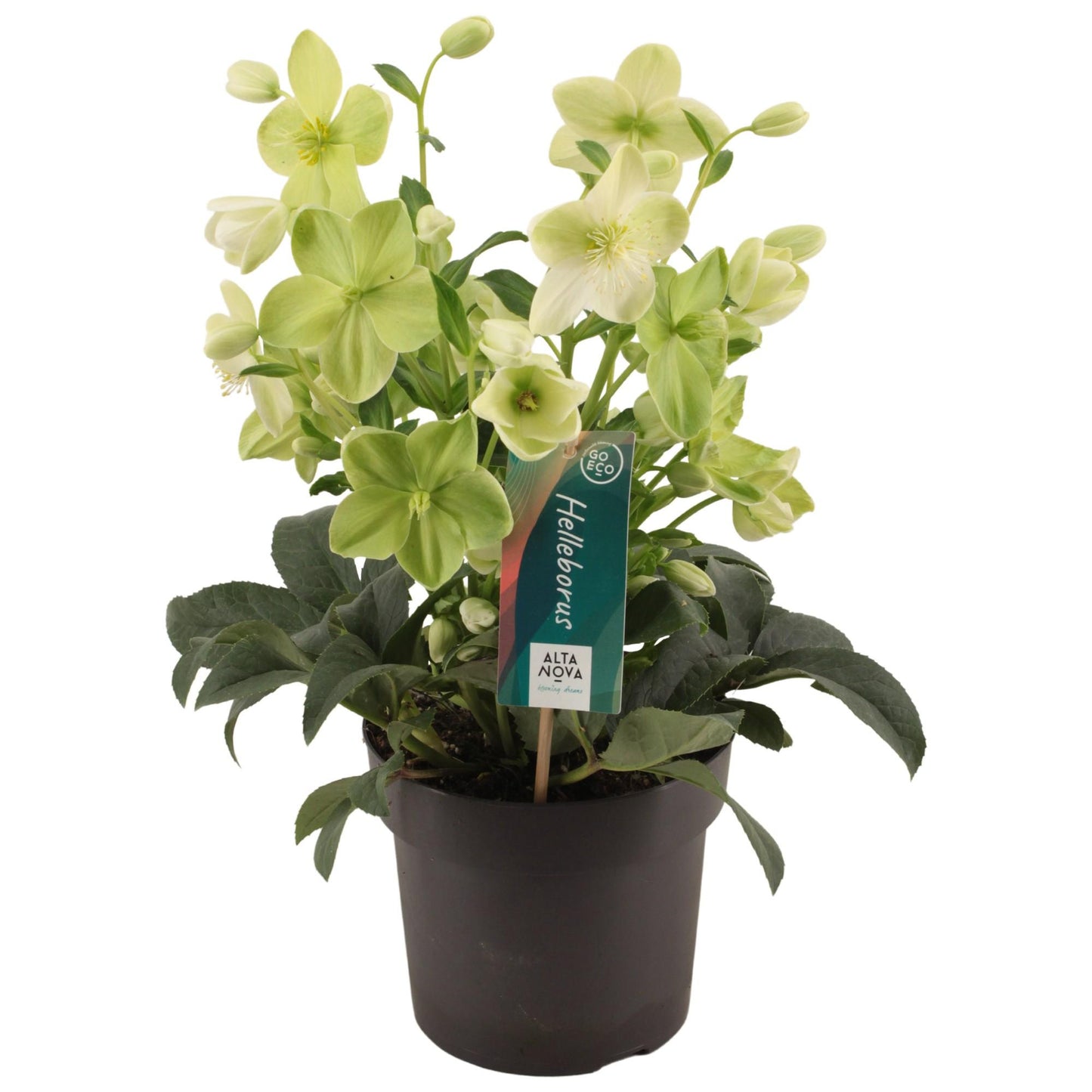 Helleborus 'Endless' – Pflegeleichte Winterrose Ø17 cm