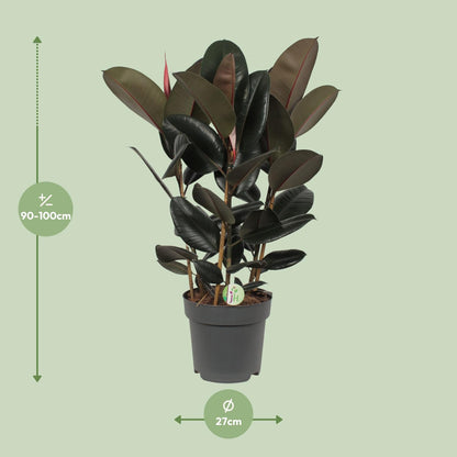 Ficus Abidjan Ø27cm – Pflegeleichte tropische Zimmerpflanze