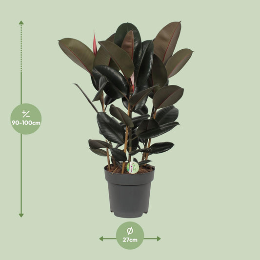 Ficus Abidjan Ø27cm – Pflegeleichte tropische Zimmerpflanze