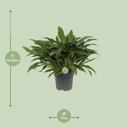 Philodendron Little Phil – kompakte, luftreinigende Zimmerpflanze Ø17cm
