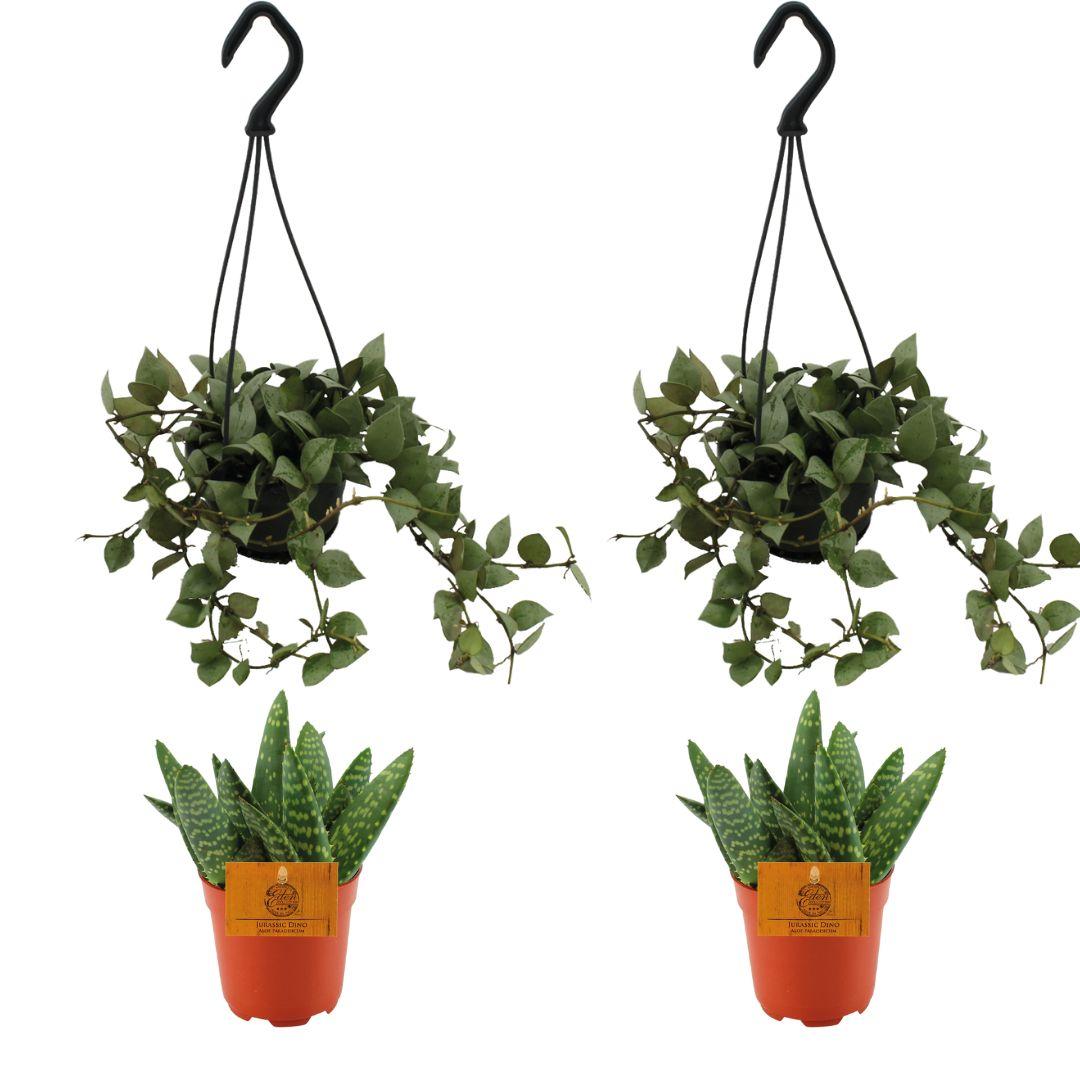 4er Set Aloe Paradisicum & Hoya Krohniana Eskimo – Pflegeleicht & Modern