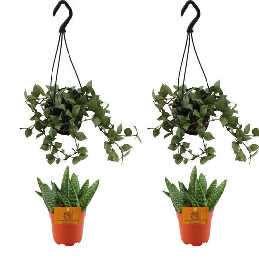 4er Set Aloe Paradisicum & Hoya Krohniana Eskimo – Pflegeleicht & Modern