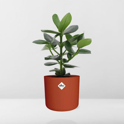Clusia Princess im ELHO b.for soft rond 14cm Topf brique