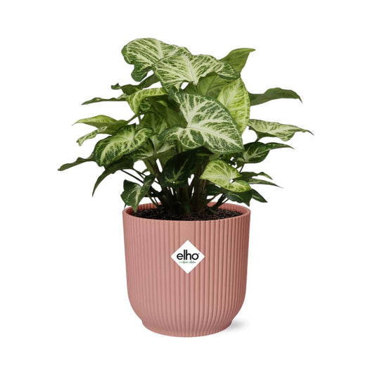 Syngonium Arrow in ELHO Vibes Fold 14cm Rosa – Pflegeleicht & Modern