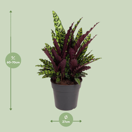 Calathea Lancifolia – Pflegeleichte Tropen-Zimmerpflanze Ø27cm
