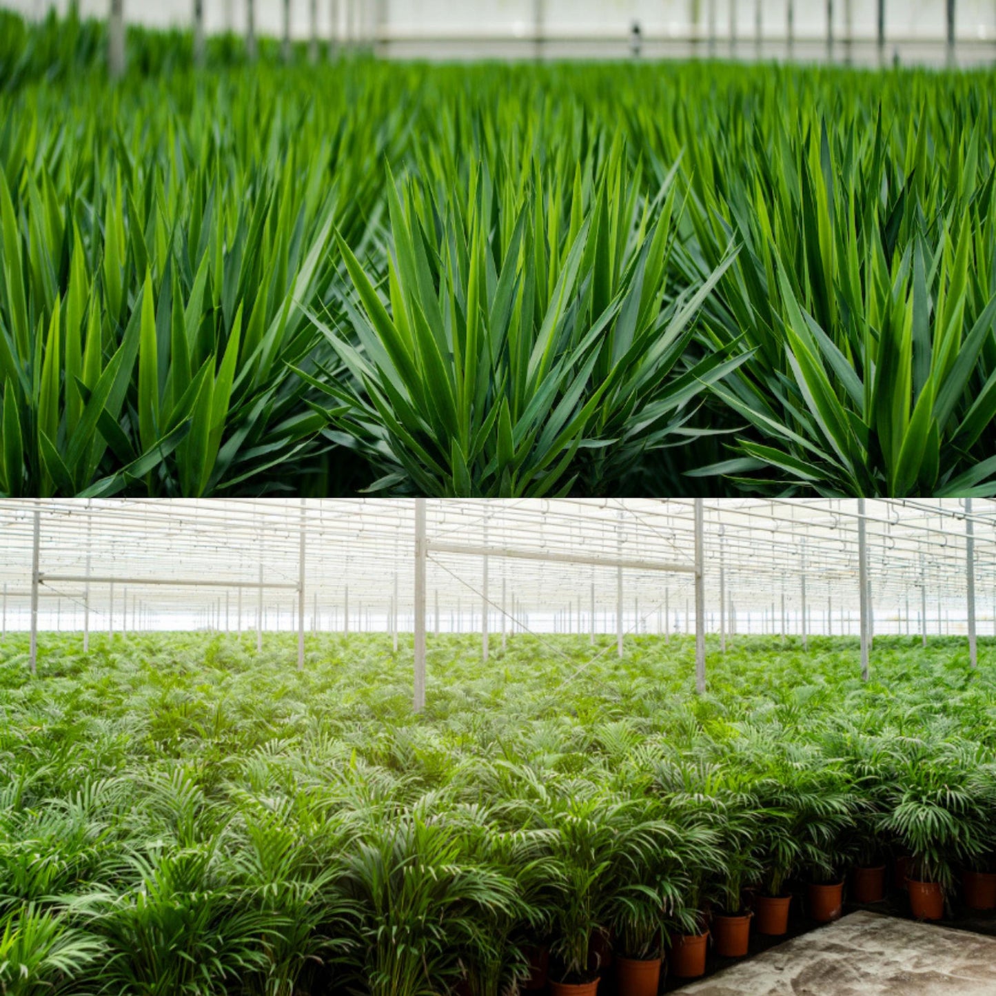 Areca-Palme & Yucca – Pflegeleichtes Zimmerpflanzen-Set
