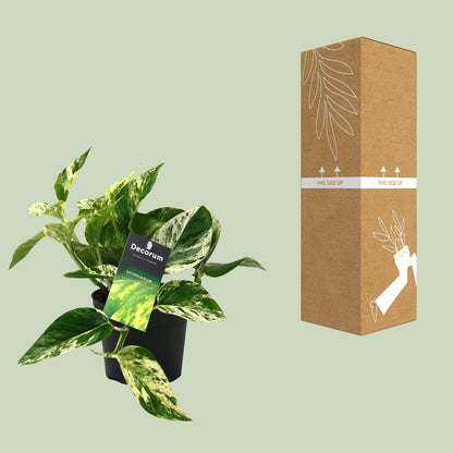 Scindapsus Marble Queen Ø12cm – Pflegeleichte Zimmerpflanze