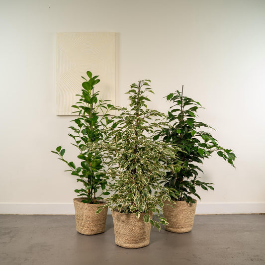 Ficus Trio im Korb – Benjamina & Microcarpa Ø21cm, ca. 95cm