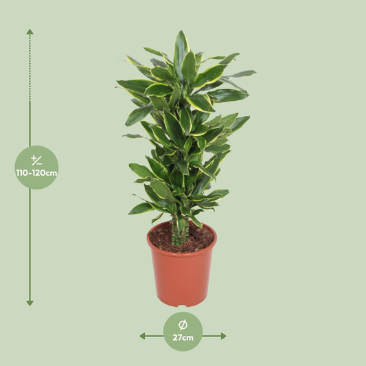 Dracaena Golden Coast – Pflegeleichter Drachenbaum Ø27cm
