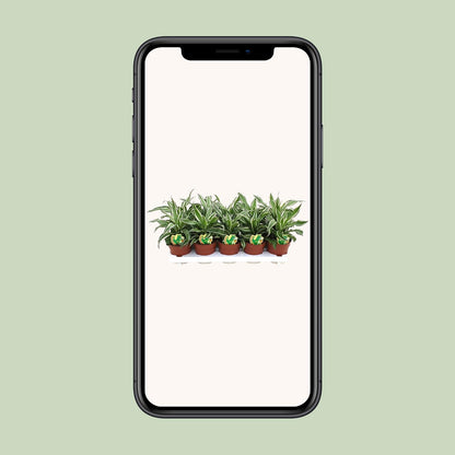 Dracaena Kanzi – Pflegeleichte Zimmerpflanze Ø12cm