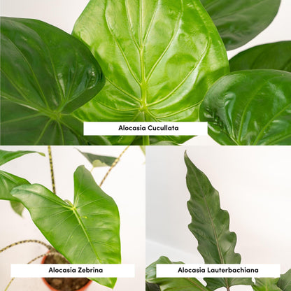 Alokasie Trio – Zebrina, Cucullata & Lauterbachiana Ø19cm