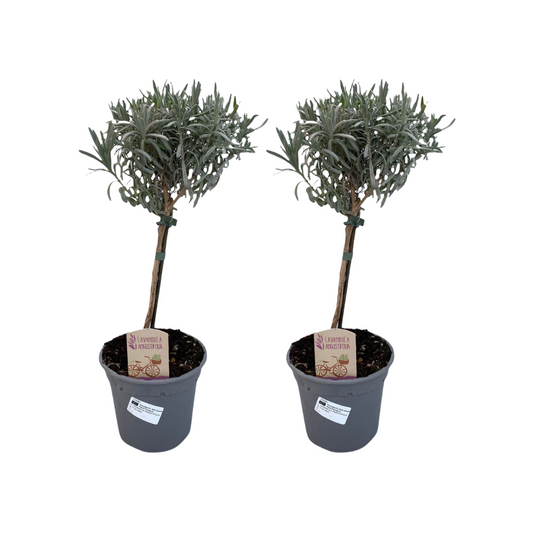 Lavandula Angustifolia Stam – 2er-Set, Ø14cm, ca. 45cm hoch