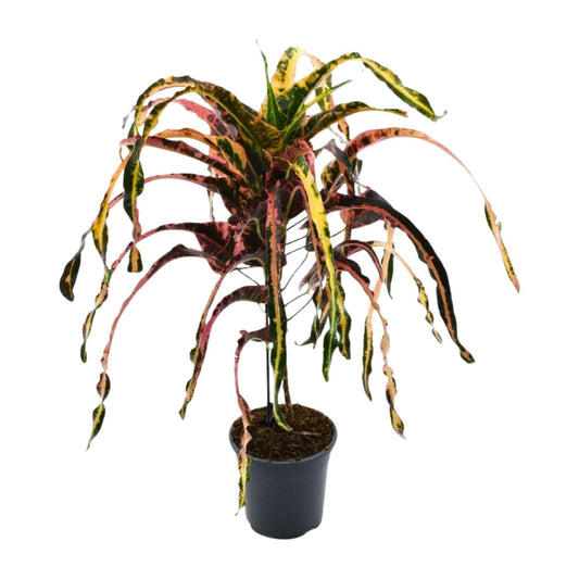 Croton Dreadlock Ø19cm – Bunte, pflegeleichte Zimmerpflanze bis 85cm