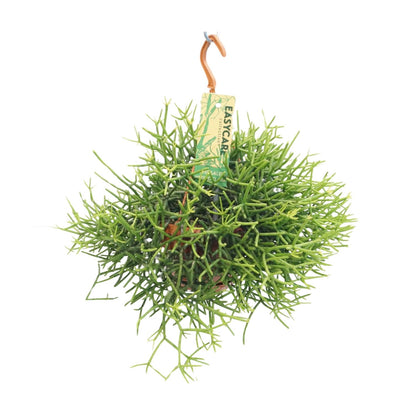 Rhipsalis Heteroclada – pflegeleichte Hängepflanze Ø14 cm