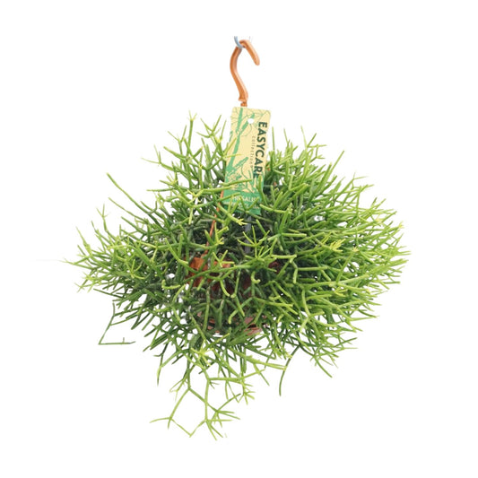 Rhipsalis Heteroclada – pflegeleichte Hängepflanze Ø14 cm