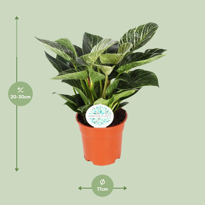 Philodendron Birkin – Pflegeleichte Zimmerpflanze Ø17cm
