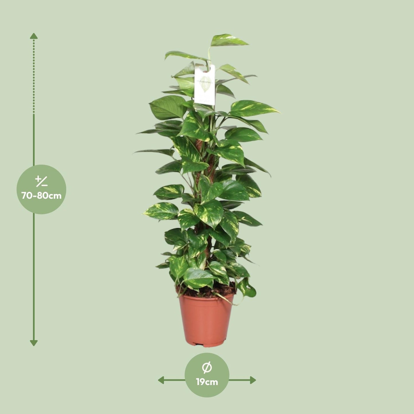 Epipremnum Pinnatum Mosstok – Goldene Efeutute 80 cm