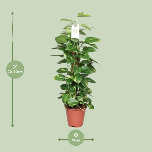 Epipremnum Pinnatum Mosstok – Goldene Efeutute 80 cm