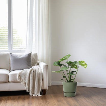 Monstera Deliciosa Tauerii – Pflegeleichte Zimmerpflanze mit exotischem Flair