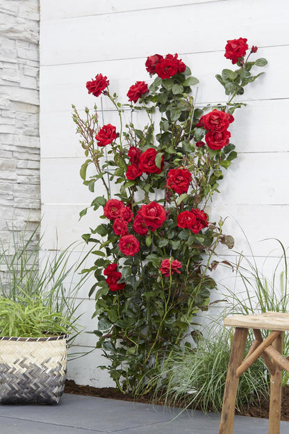 Rosa Crazy in Love 'Red' – Rote Rose Ø15cm, ca. 65cm
