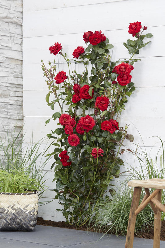 Rosa Crazy in Love 'Red' – Rote Rose Ø15cm, ca. 65cm
