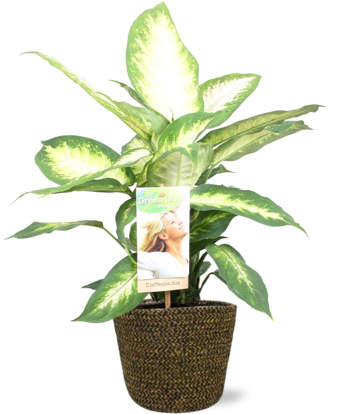 Dieffenbachia Camilla mit Selin Pot Ø18cm Schwarz
