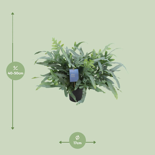 Phlebodium Aureum Blue Star – Pflegeleichter Goldfarn Ø17cm