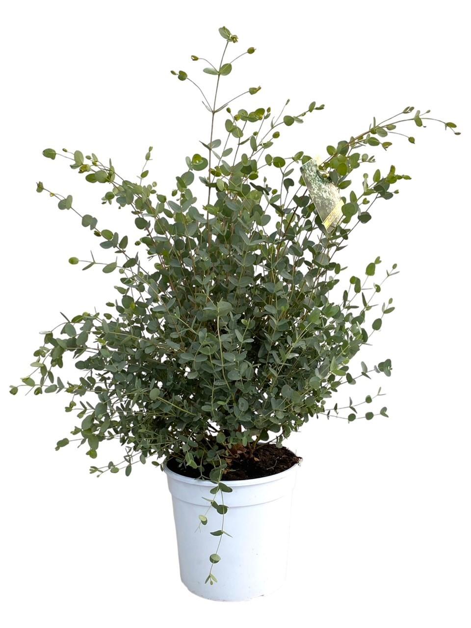 Eucalyptus Gunnii – Pflegeleichter Luftreiniger Ø21cm